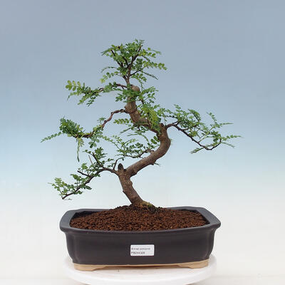 Kryty bonsai - Zantoxylum piperitum - drzewo pieprzowe - 1