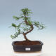 Kryty bonsai - Zantoxylum piperitum - drzewo pieprzowe - 1/7