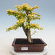 Kryty bonsai -Ligustrum Aurea - dziób ptaka - 1/6
