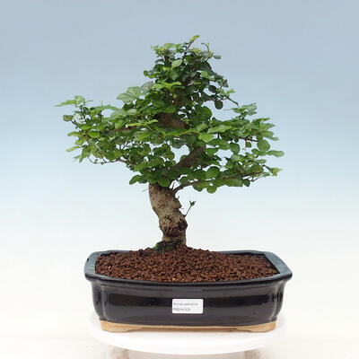 Kryty bonsai - Ligustrum chinensis - Dziób ptaka - 1