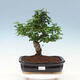 Kryty bonsai - Ligustrum chinensis - Dziób ptaka - 1/6