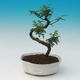 Pokój bonsai - Zantoxylum piperitum - Pepřovník - 1/4