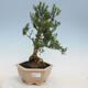 Kryty bonsai - Buxus harlandii - Bukszpan korkowy - 1/6
