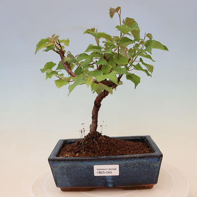 Outdoor bonsai - Betula verrucosa - Biała brzoza