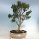 Kryty bonsai - Buxus harlandii - Bukszpan korkowy - 1/6