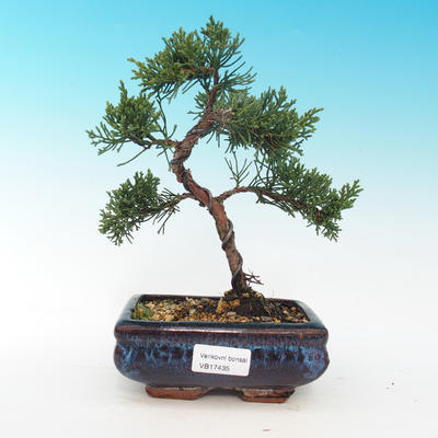 Outdoor bonsai - jałowiec chiński Chiński -Jalovec