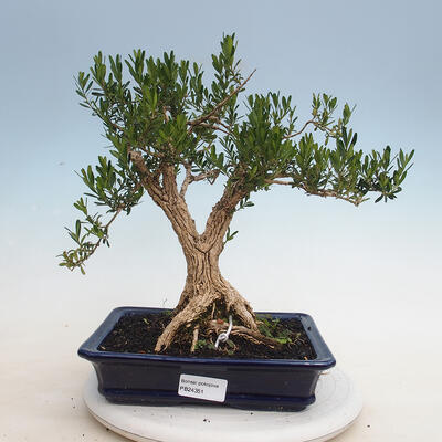 Kryty bonsai - Buxus harlandii - Bukszpan korkowy - 1
