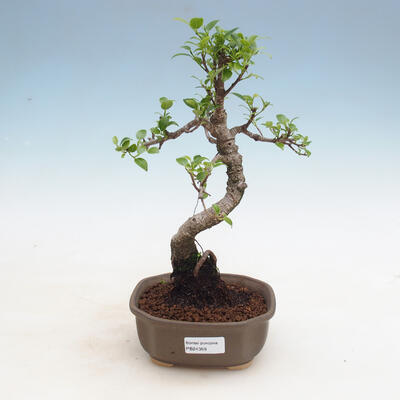 Kryty bonsai - Ficus kimmen - fikus drobnolistny