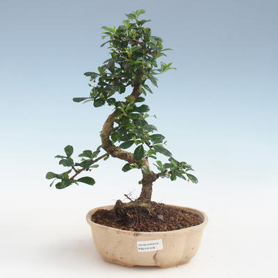 bonsai pokój - Carmona macrophylla - Tea Fuki PB2191435 - 1