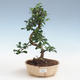 bonsai pokój - Carmona macrophylla - Tea Fuki PB2191435 - 1/5