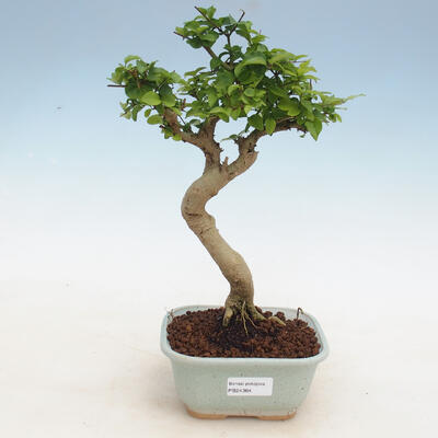 Kryty bonsai - Ligustrum chinensis - Dziób ptaka - 1