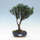 Kryty bonsai - Podocarpus - Kamienny tys - 1/5