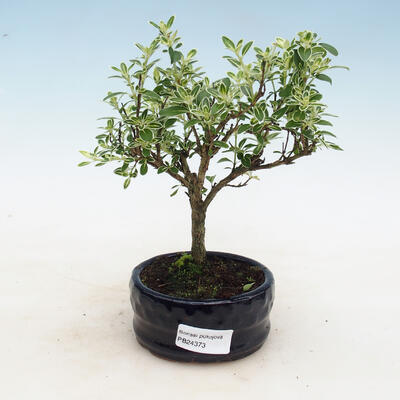 Bonsai do wnętrz - Serissa foetida variegata - Drzewo Tysiąca Gwiazd