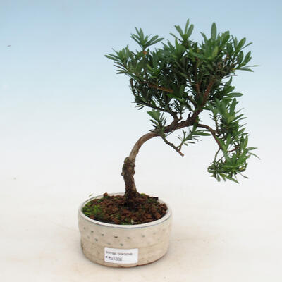 Kryty bonsai - Podocarpus - Kamienny tys