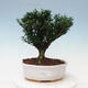Kryty bonsai - Buxus harlandii - Bukszpan korkowy - 1/3