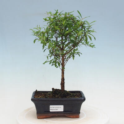 Kryte bonsai-PUNICA granatum nana-granat - 1