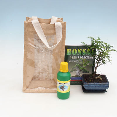 Bonsai pokojowe w woreczku prezentowym - JUTA, Zantoxylum piperitum - Peppercorn