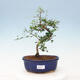 Kryty bonsai -Ligustrum retusa - dziób ptaka drobnolistnego - 1/3