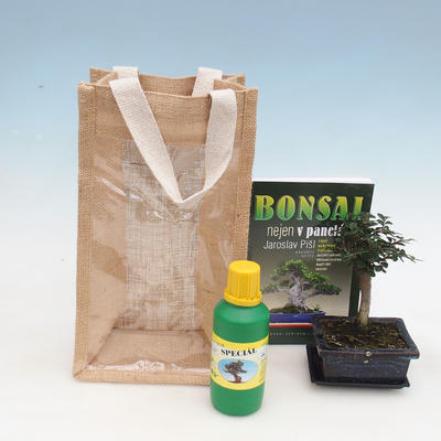 Bonsai pokojowe w woreczku prezentowym - JUTA, Ulmus parvifolia-Wiąz wewnętrzny