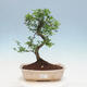 Kryty bonsai -Ligustrum retusa - dziób ptaka drobnolistnego - 1/5