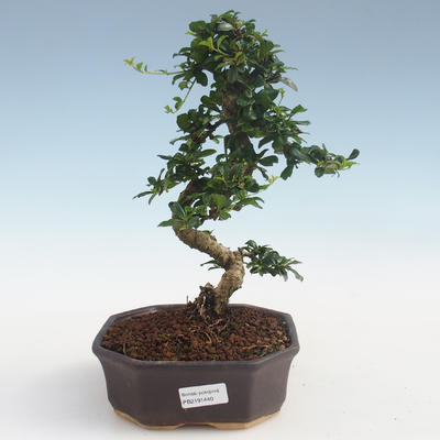 Kryty bonsai - Carmona macrophylla - Tea fuki PB2191440 - 1