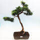 Outdoor bonsai -Larix decidua - Modrzew liściasty - 1/6