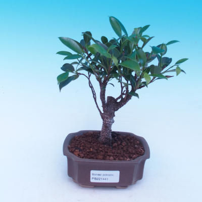Pokój bonsai - Ficus retusa - ficus Malolistý - 1