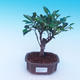 Pokój bonsai - Ficus retusa - ficus Malolistý - 1/2