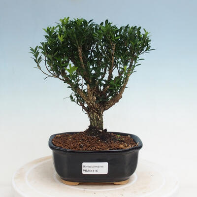 Kryty Bonsai - Buxus harlandii - Cork Buxus - 1