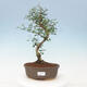 Kryty bonsai -Ligustrum retusa - dziób ptaka drobnolistnego - 1/3