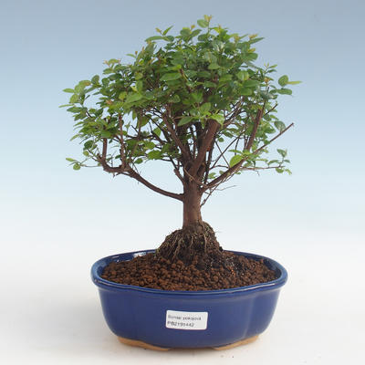 Kryty bonsai - Sagerécie thea - Sagerécie thea 2191442 - 1