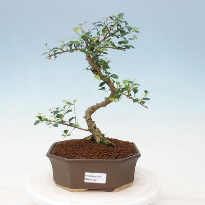 Kryty bonsai -Ligustrum retusa - dziób ptaka drobnolistnego - 1