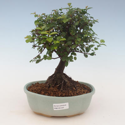 Kryty bonsai - Sagerécie thea - Sagerécie thea 2191444 - 1
