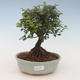 Kryty bonsai - Sagerécie thea - Sagerécie thea 2191444 - 1/4