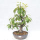 Outdoor bonsai - Pseudocydonia sinensis - Pigwa chińska - 1/5