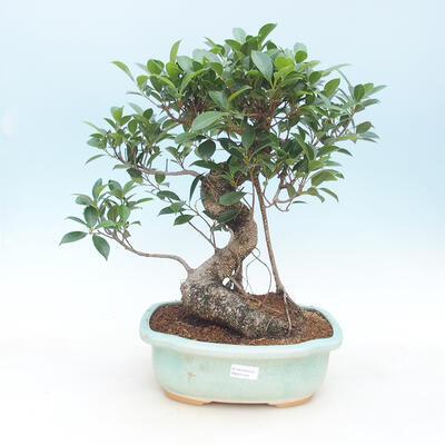 Kryty bonsai - figowiec drobnolistny