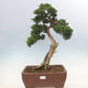 Outdoor bonsai - Juniperus chinensis Kishu-Chinese Juniper - 1/5