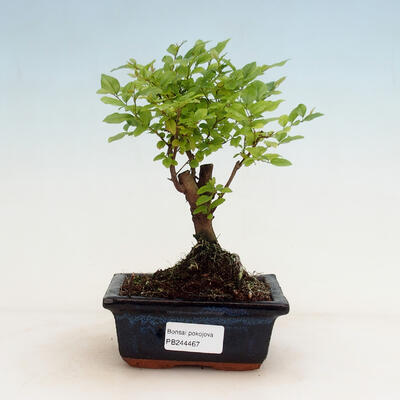 Kryty bonsai - Sagerécie thea - Sagerécie thea - 1