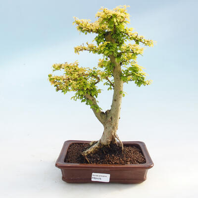 Kryty bonsai - Ligustrum Aurea - Dziób ptaka - 1