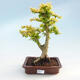 Kryty bonsai - Ligustrum Aurea - Dziób ptaka - 1/3