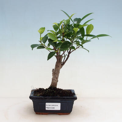 Pokój bonsai - Ficus retusa - mały ficus - 1