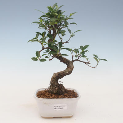 Kryty bonsai - kimono Ficus - figowiec 2191448