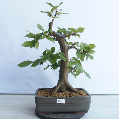 Bonsai ogrodowe - Grab - Carpinus betulus - 1