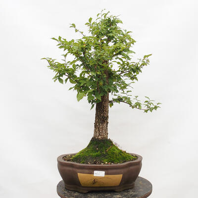 Outdoor bonsai-Ulmus Glabra-twardy wiąz - 1