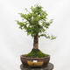 Outdoor bonsai-Ulmus Glabra-twardy wiąz - 1/5