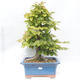 Outdoor bonsai -Carpinus betulus - Grab - 1/5