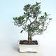 Outdoor bonsai - Rhododendron sp. - Różowa azalia - 1/4