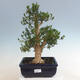 Kryty bonsai - Buxus harlandii - Bukszpan korkowy - 1/7