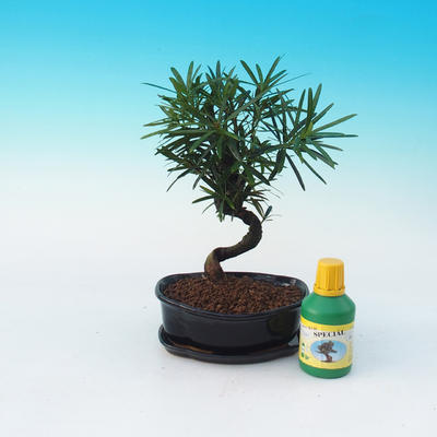 Zestaw bonsai do pokoju, Podocarpus - Stone tysięcy