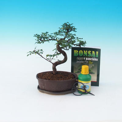 Ficus retusa - Fikus malolistý, Ulmus parvifolia - Chiński wiąz